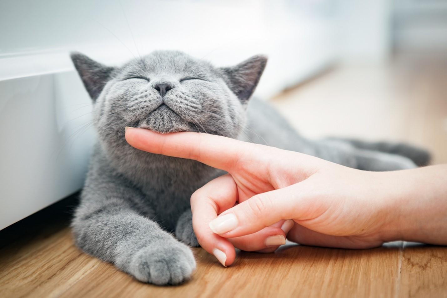 A woman’s hand strokes a happy kitten’s chin