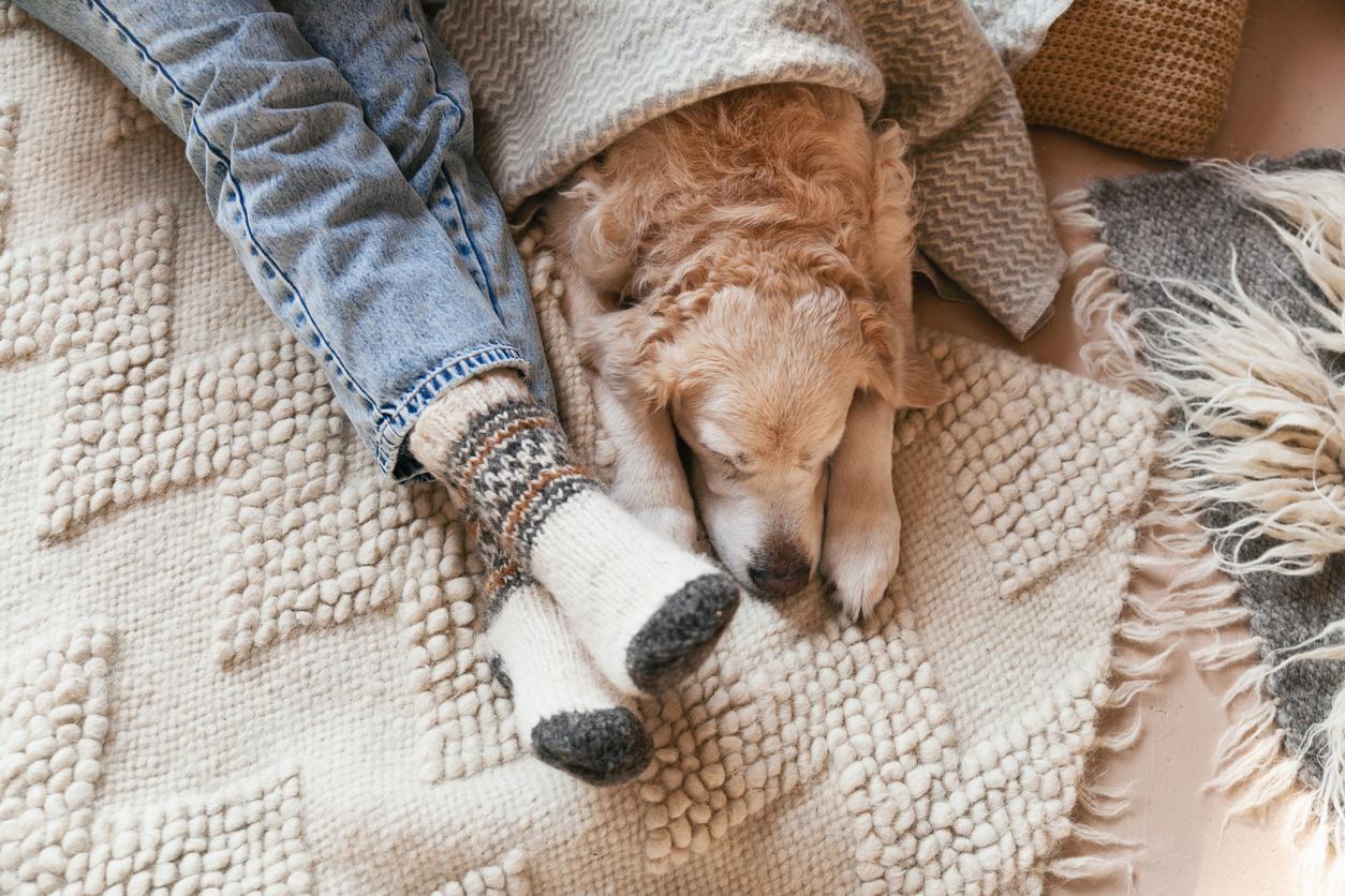 A cozy golden retriever lying next to a person wearing warm, festive socks