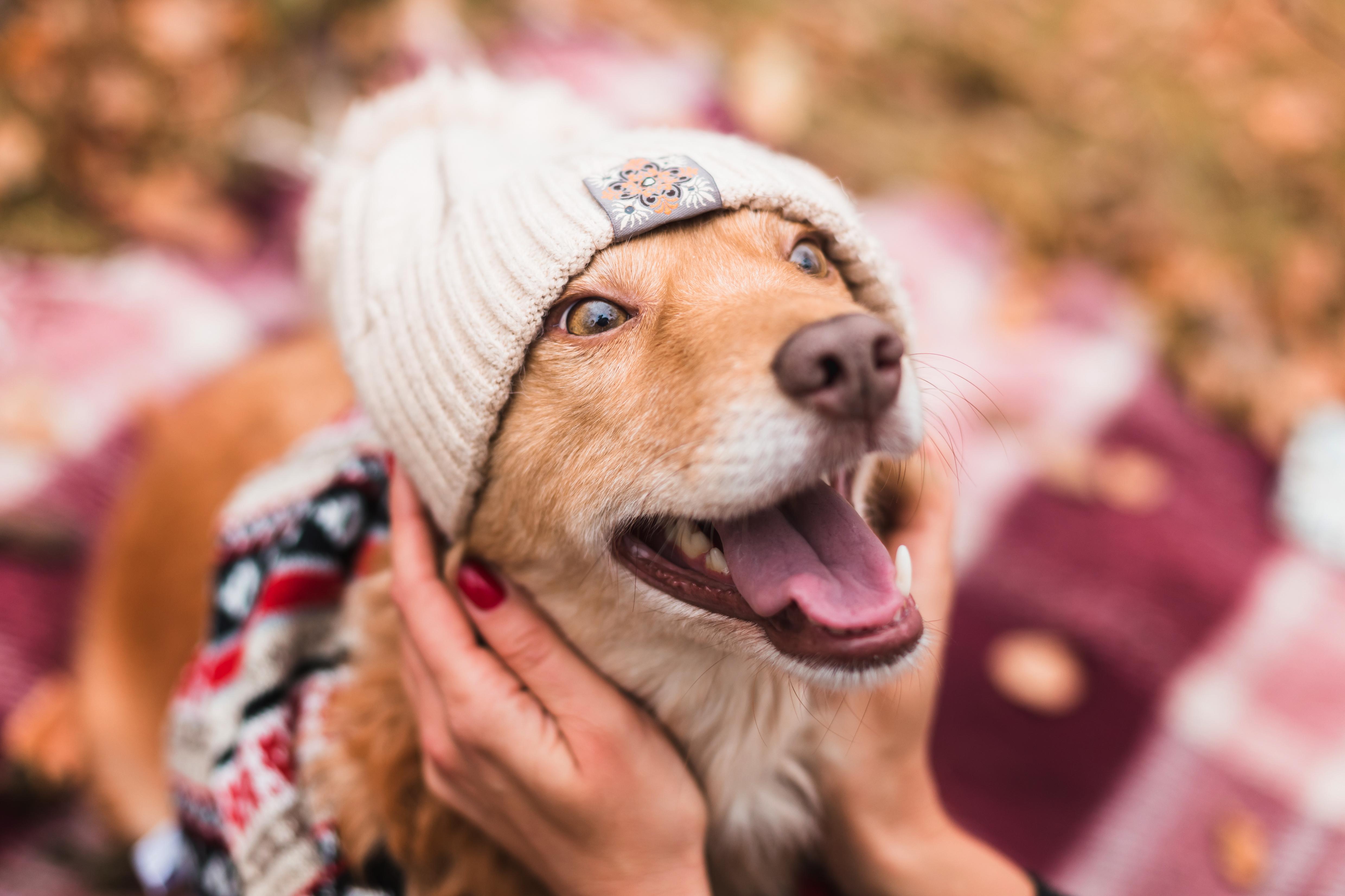 A happy dog wearing a scarf and knit hat getting pets