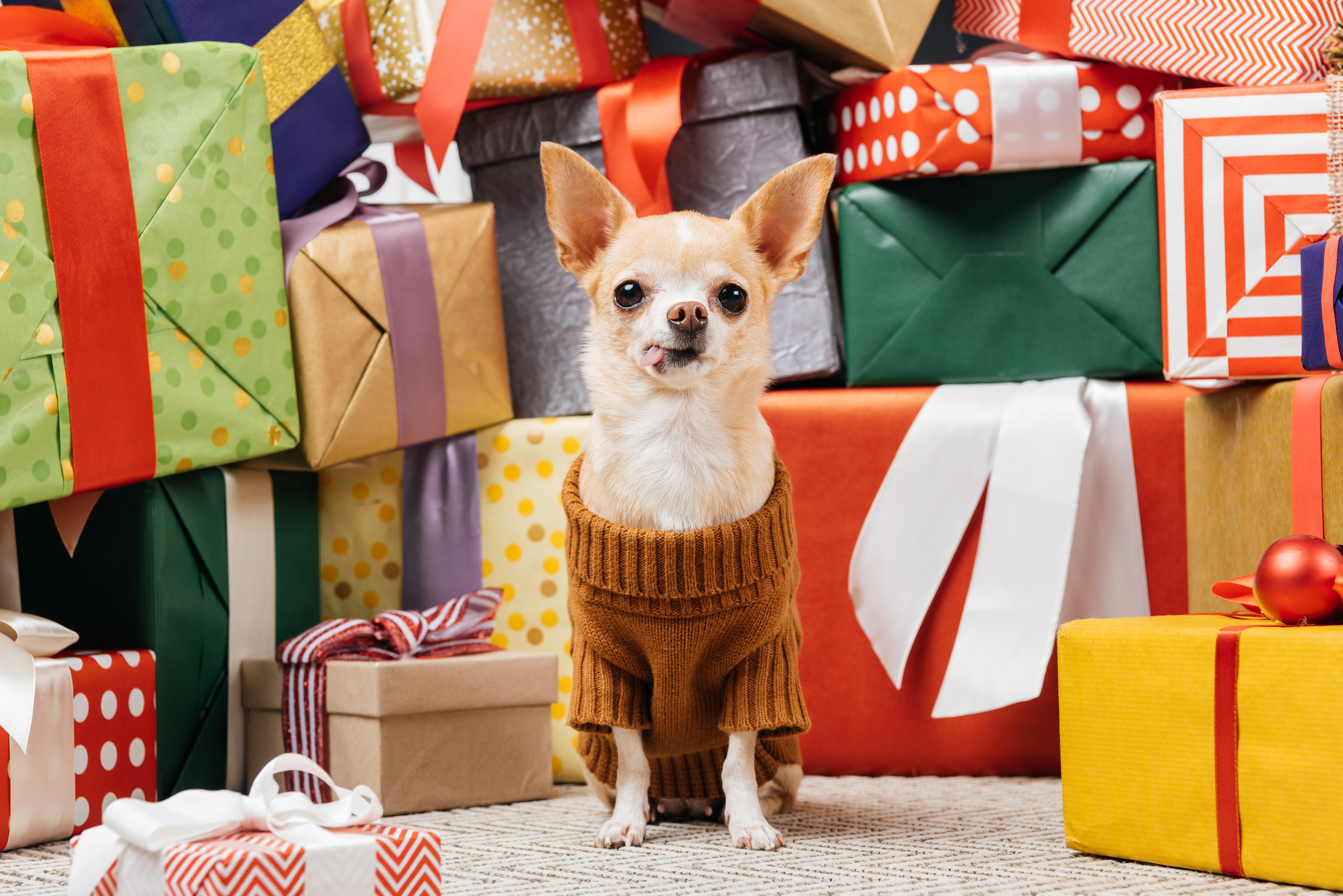 A chihuahua in a cozy sweater surrounded by many wrapped holiday presents