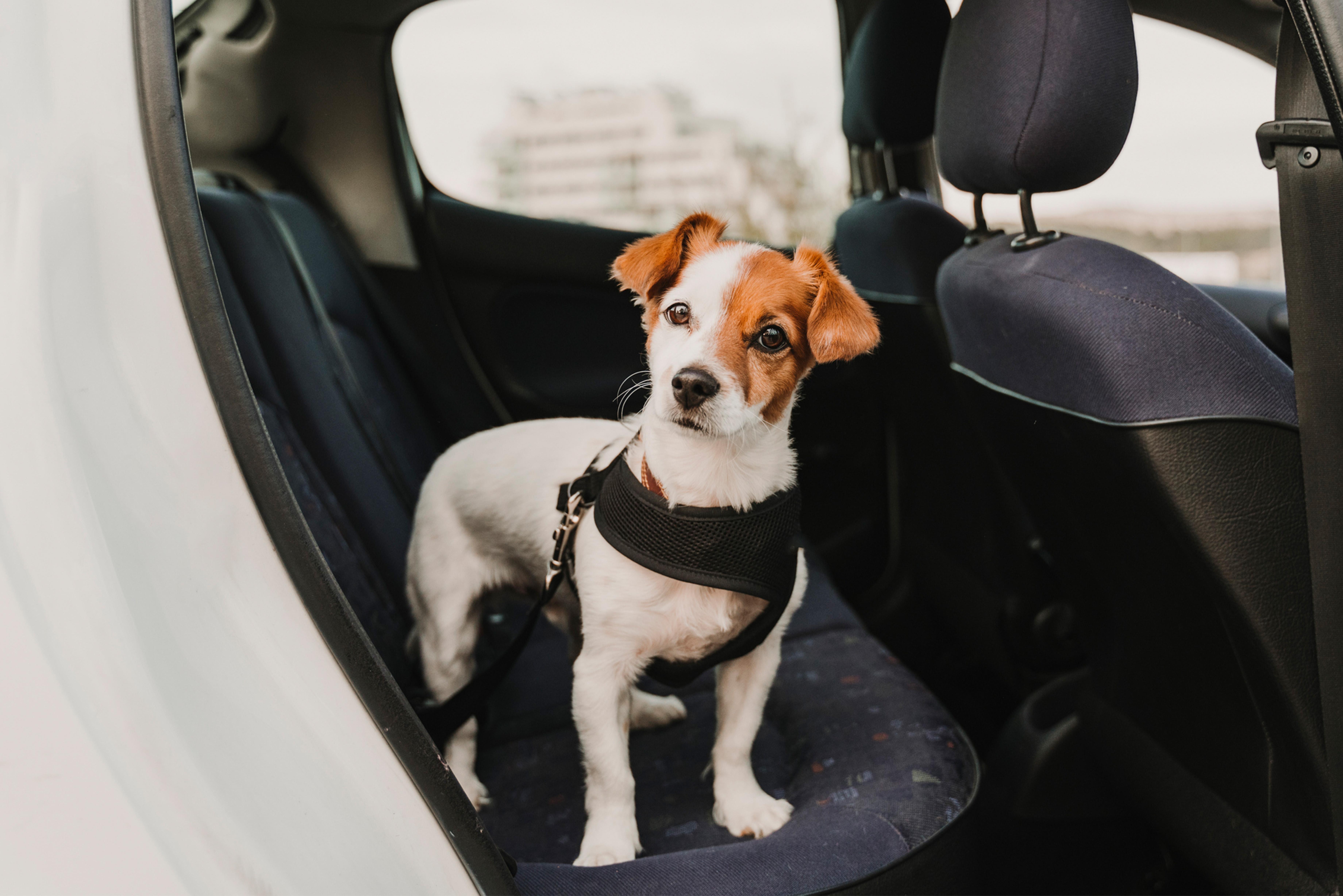 Dog standing in the back seat of car