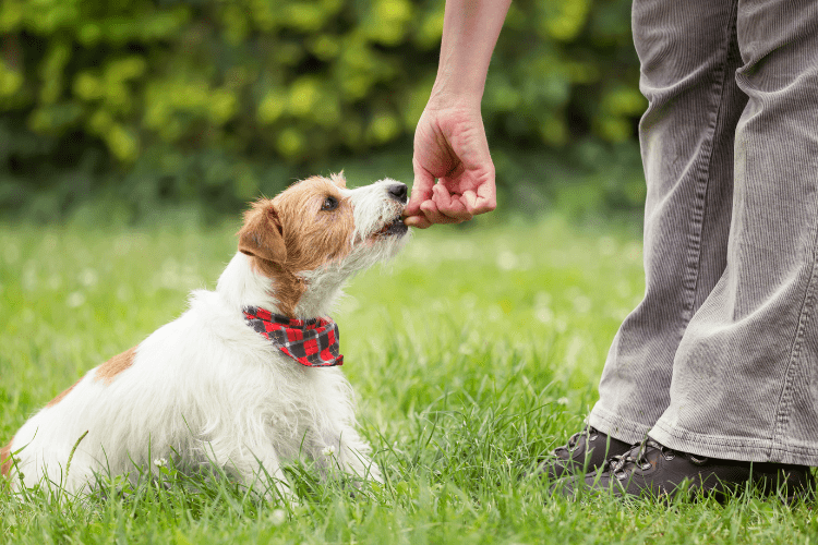 Puppy being trained with treats