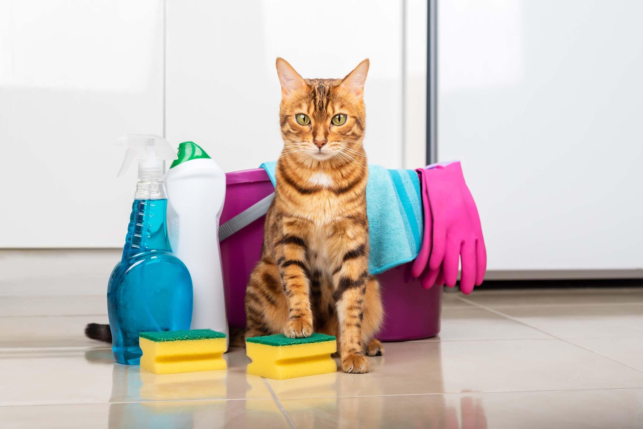 Bengal cat sitting next to cleaning supplies