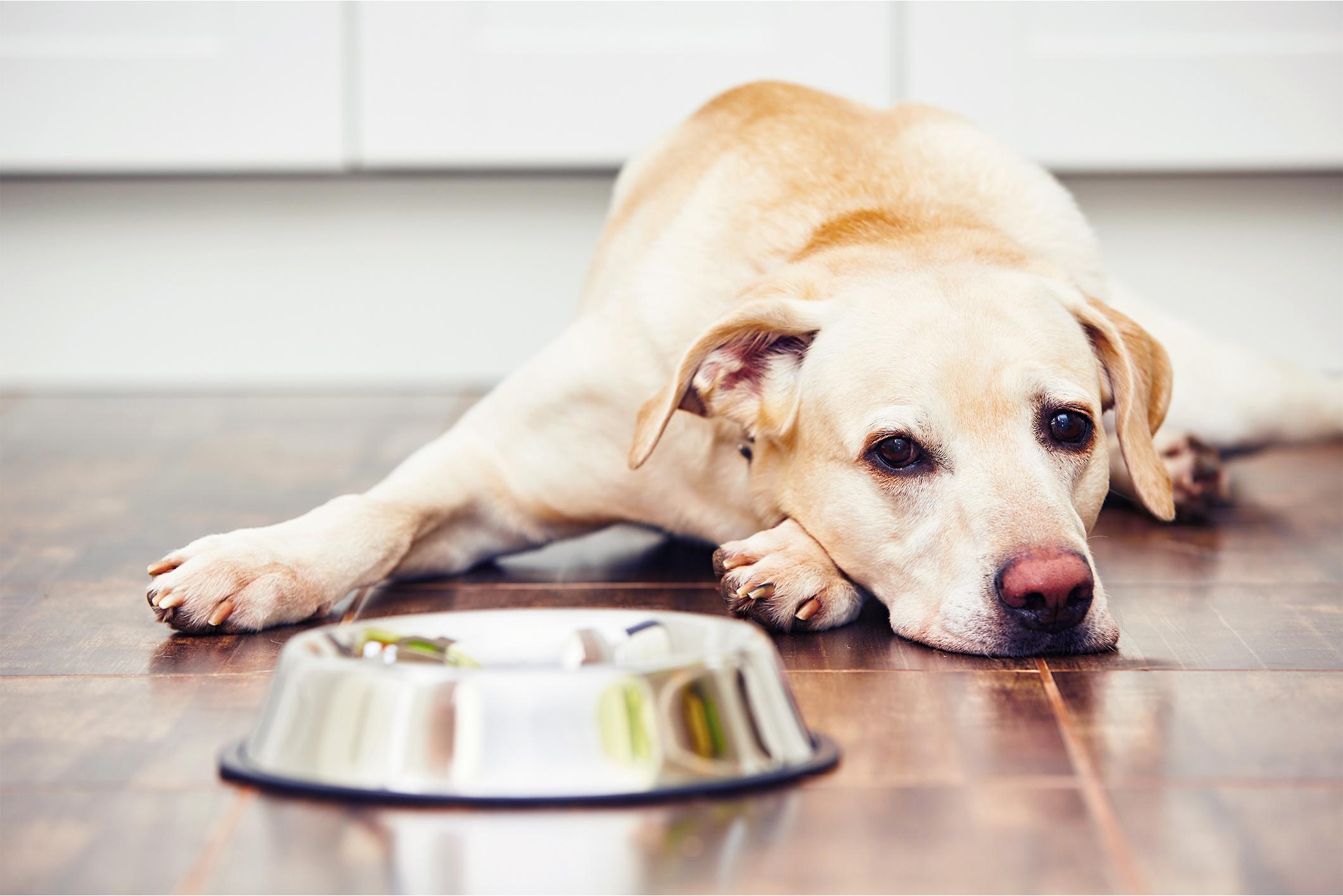 Yellow Lab laying beside a food bowl