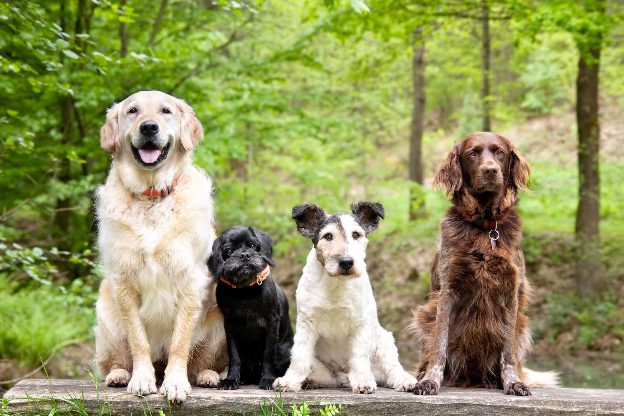 Four dogs sitting on a rock in the woods
