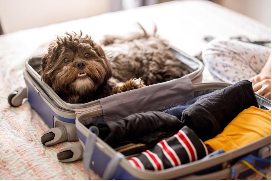 Small dog laying in a suitcase