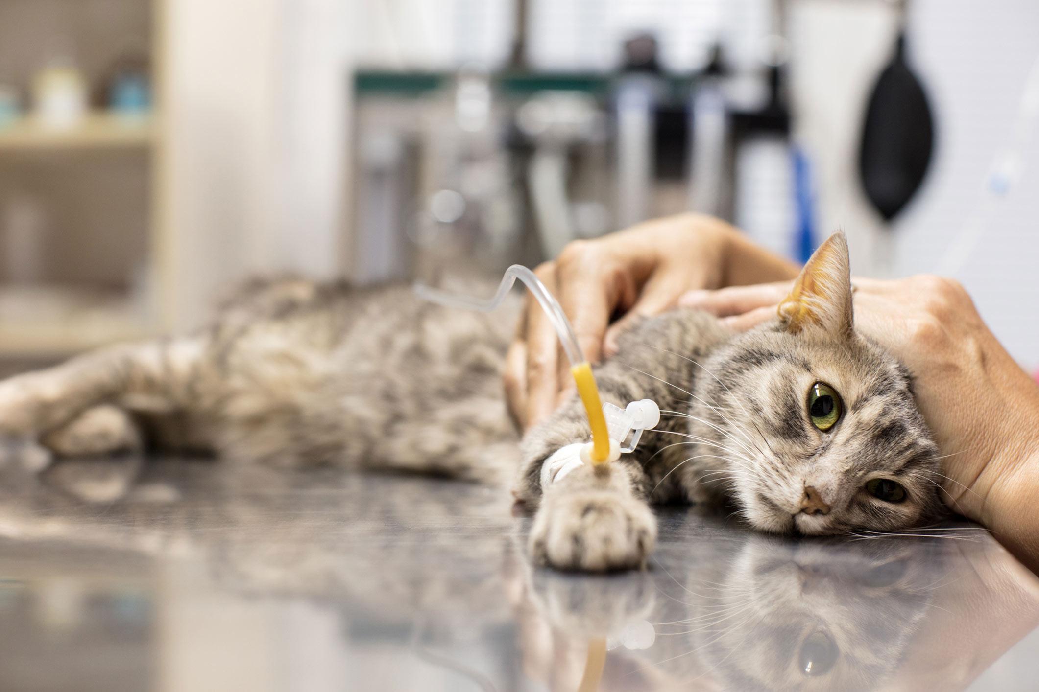 Domestic cat lying on veterinary table with tube in paw while.