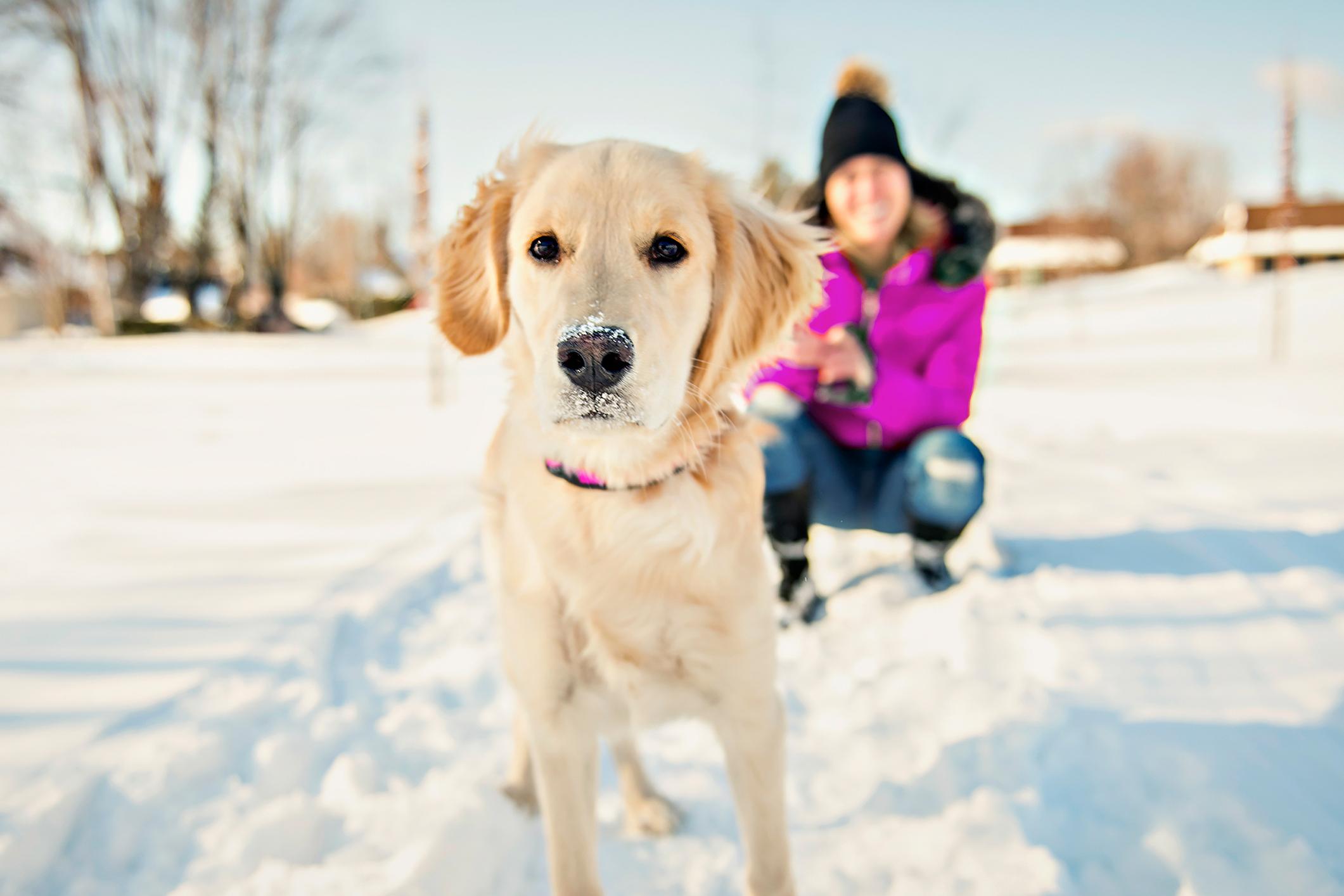 woman in background with Golden Retriever in the snow