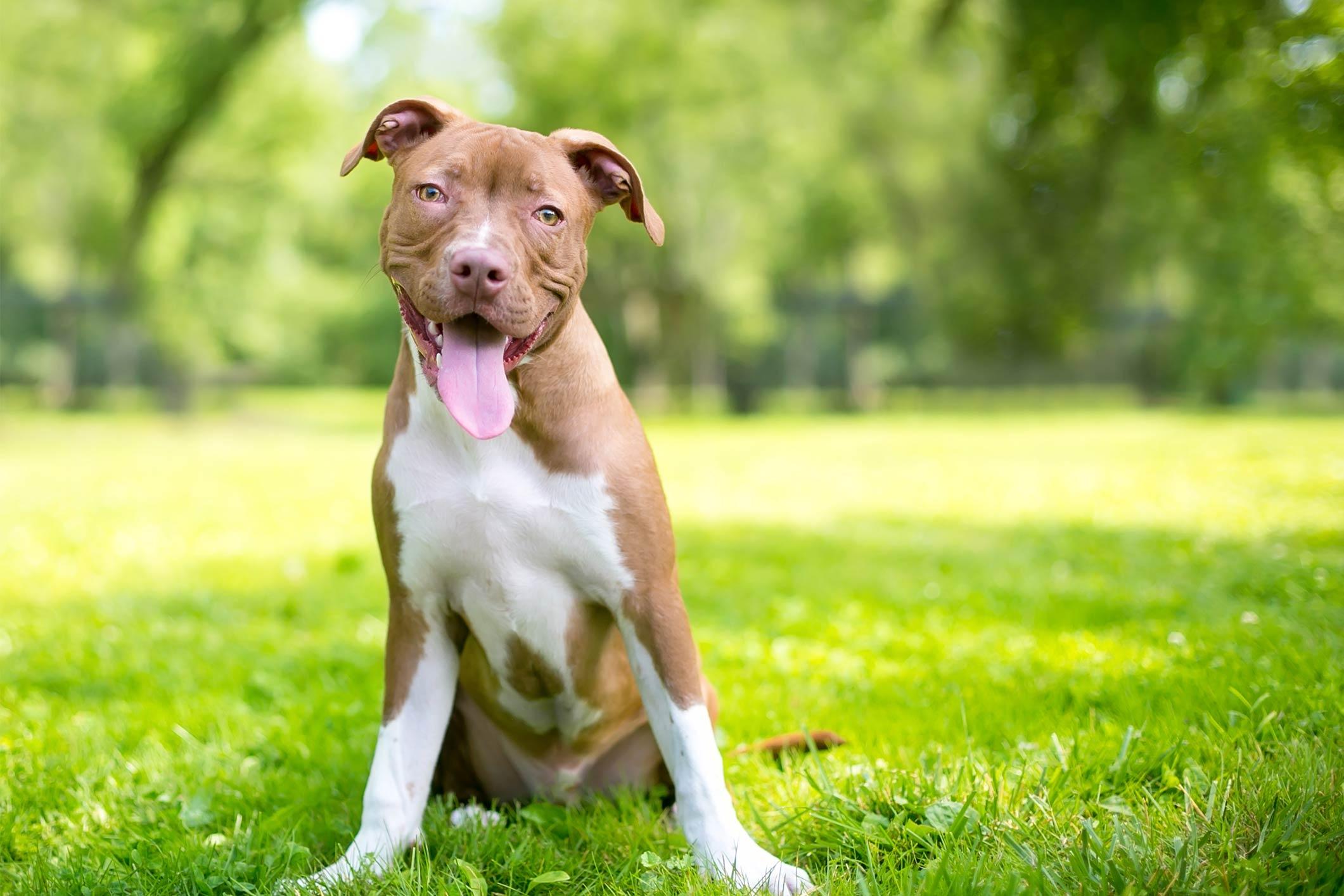 young dog sitting on the grass looking at camera