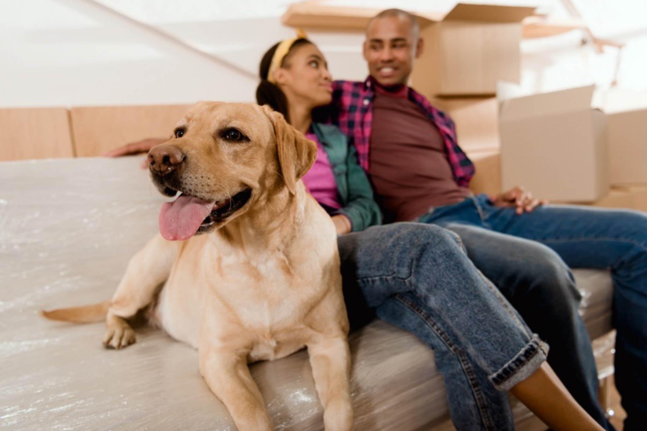 Couple sitting on couch with dog surrounded by moving boxes