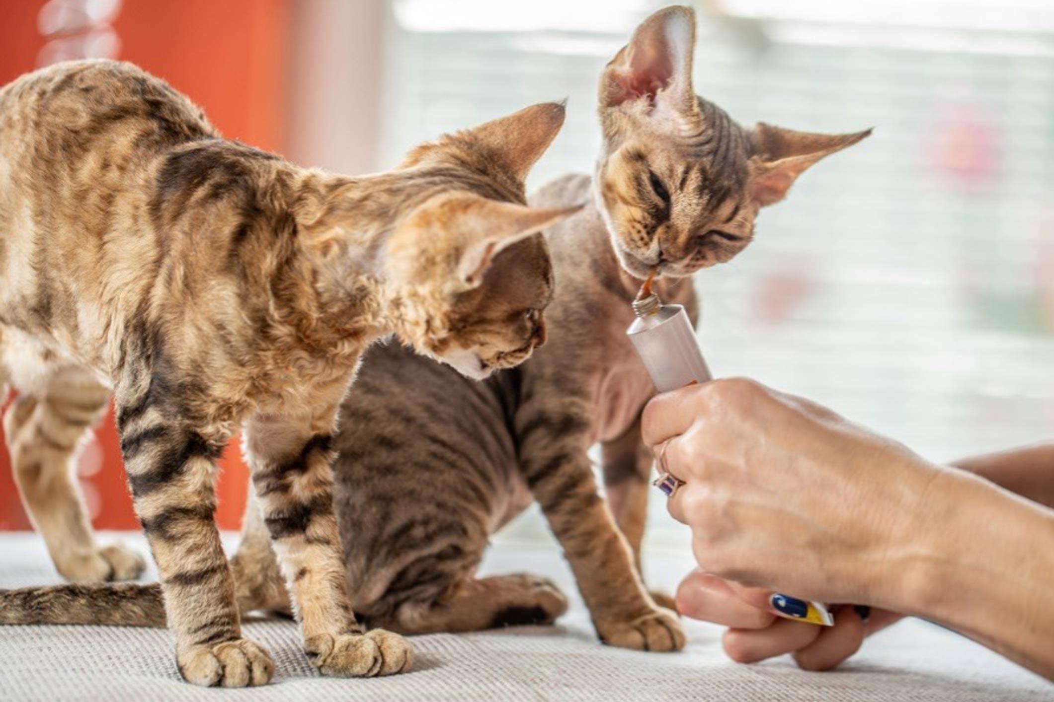 two cats being given medicine from a tube