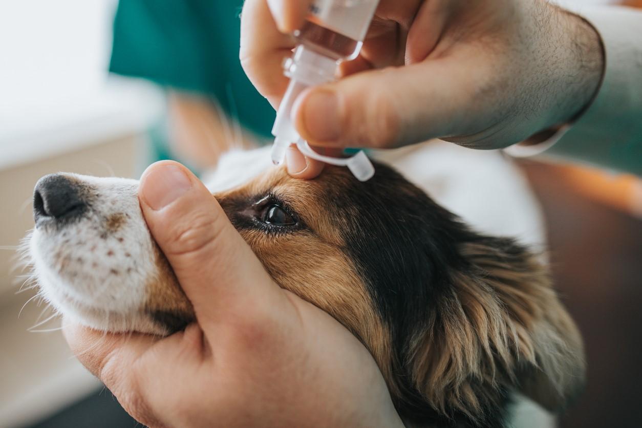 person administering eye drops in dog's eye