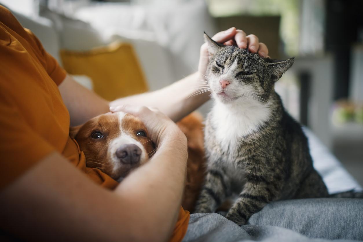 dog and cat sit in woman's lap on couch