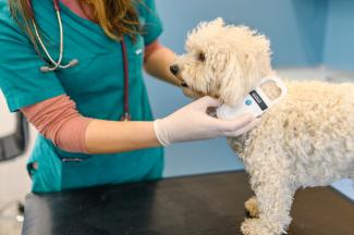 Veterinarian scanning a dog's microchip