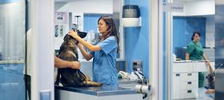 Vet examining dog in modern clinic