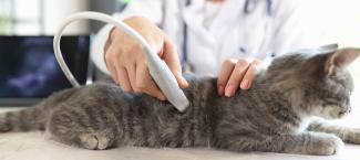 Veterinarian conducts an ultrasound examination of cat