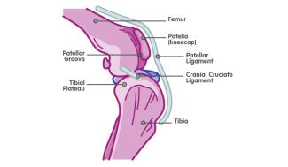 dog knee diagram showing the femur, patella (kneecap), patellar ligament, cranial cruciate ligament, tibia, patellar groove, and tibial plateau
