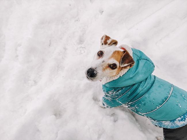 Walking Your Dog in the Winter | Pets Plus Us