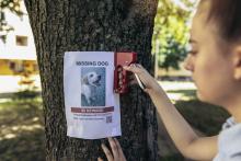 Teenage girl pasting posters of the missing dog