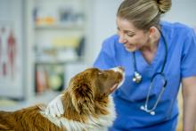 Female vet looking down at dog