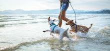 two leashed dogs playing on a beach with their owners