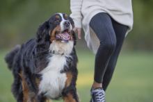 Happy Bernese mountain dog running with owner outside