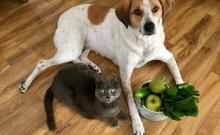 Dog and cat with bowl of fruits and veggies