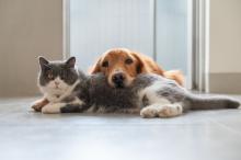 British Shorthair and Golden Retriever laying together