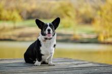 Corgi sitting on a dock with an autumn nature view
