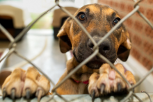 dog in shelter