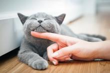 La main d’une femme caresse le menton d’un chaton heureux