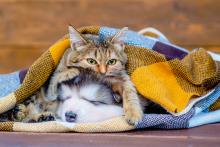 Tabby cat and malamute puppy sleep under a blanket