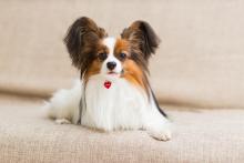 Papillon dog lying on the couch stretching his paws