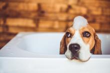 Beagle in bath with bubbles on head