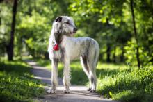 Irish Wolfhound standing on path