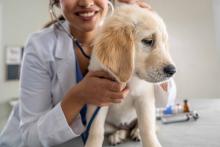 Female Veterinarian with a Yellow Lab Puppy