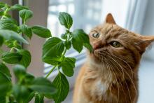 Cat sniffs plant growing on a windowsill, indoors.