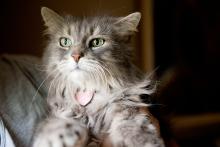 Beautiful senior long haired grey cat