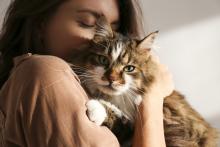 Woman holding a beautiful and fluffy tri colored tabby cat at home