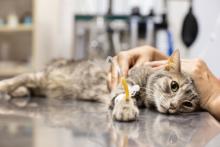 Domestic cat lying on veterinary table with tube in paw while.