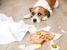 Dog looking sad next to ham sandwich and tissue