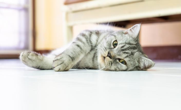 Cute american shorthair cat sleeping rest on the floor in the lazy time.