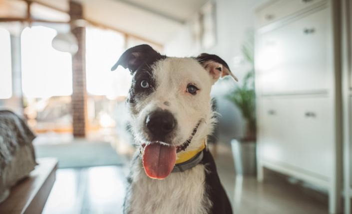 A black and white mixed dog looking happily at the camera
