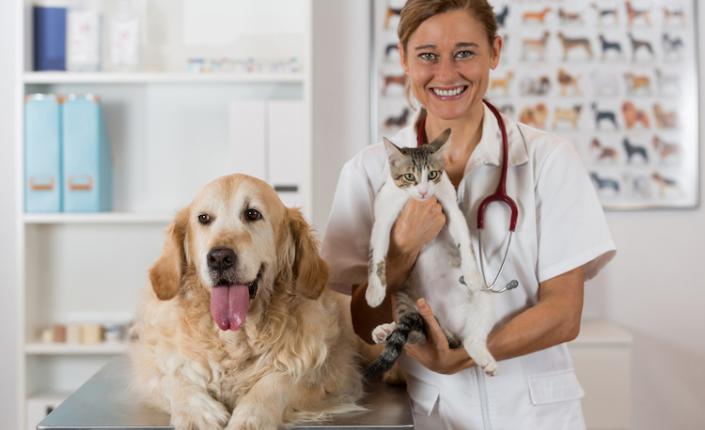 Veterinary consultation with his Golden Retriever dog and cat