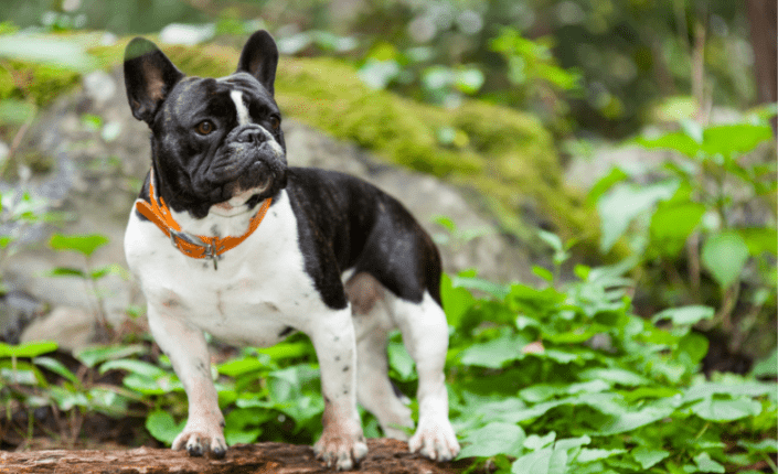 Black and white French bulldog with an orange collar outside in nature