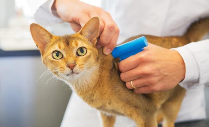Cat getting a microchip implant