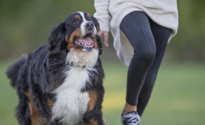 Happy Bernese mountain dog running with owner outside