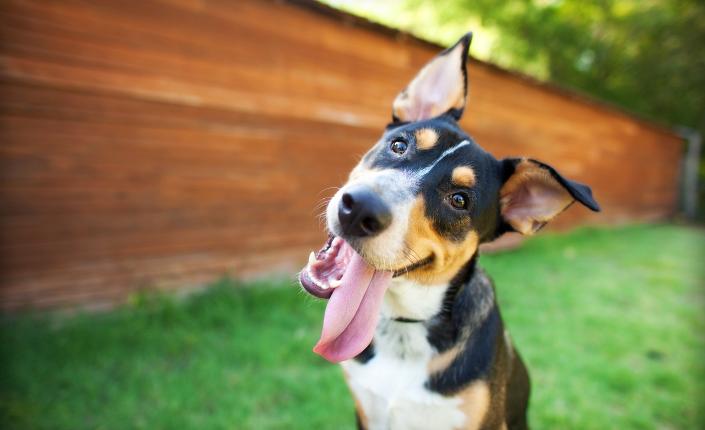 Curious and Happy Tricolor Dog with Tongue out