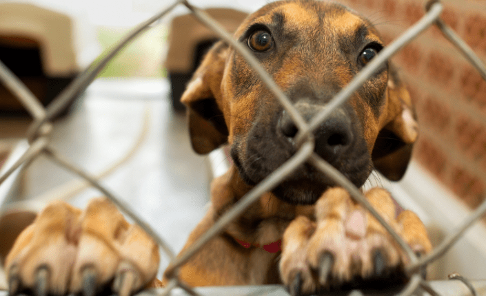 dog in shelter