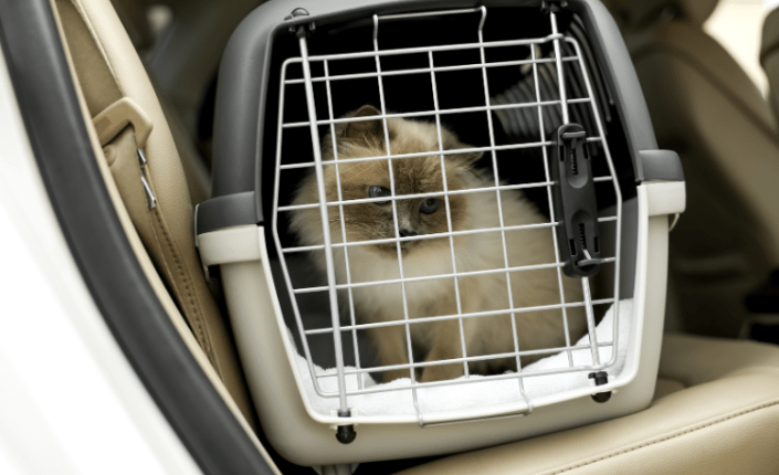 cat in cat carrier in car
